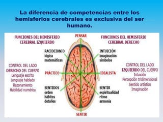 La diferencia de competencias entre los
hemisferios cerebrales es exclusiva del ser
humano.
 