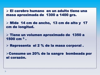  El cerebro humano en un adulto tiene una
masa aproximada de 1300 a 1400 grs.
 Mide 14 cm de ancho, 13 cm de alto y 17
cm de longitud.
 Tiene un volumen aproximado de 1350 a
1500 cm 3 .
 Representa el 2 % de la masa corporal .
Consume un 20% de la sangre bombeada por
el corazón.
 