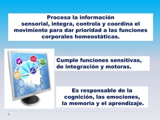 Procesa la información
sensorial, integra, controla y coordina el
movimiento para dar prioridad a las funciones
corporales homeostáticas.
Es responsable de la
cognición, las emociones,
la memoria y el aprendizaje.
Cumple funciones sensitivas,
de integración y motoras.
 