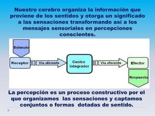 Nuestro cerebro organiza la información que
proviene de los sentidos y otorga un significado
a las sensaciones transformando así a los
mensajes sensoriales en percepciones
conscientes.
La percepción es un proceso constructivo por el
que organizamos las sensaciones y captamos
conjuntos o formas dotadas de sentido.
 