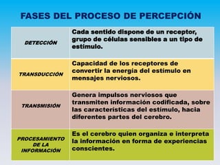 DETECCIÓN
Cada sentido dispone de un receptor,
grupo de células sensibles a un tipo de
estímulo.
TRANSDUCCIÓN
Capacidad de los receptores de
convertir la energía del estímulo en
mensajes nerviosos.
TRANSMISIÓN
Genera impulsos nerviosos que
transmiten información codificada, sobre
las características del estímulo, hacia
diferentes partes del cerebro.
PROCESAMIENTO
DE LA
INFORMACIÓN
Es el cerebro quien organiza e interpreta
la información en forma de experiencias
conscientes.
FASES DEL PROCESO DE PERCEPCIÓN
 