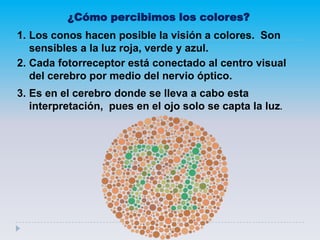 ¿Cómo percibimos los colores?
1. Los conos hacen posible la visión a colores. Son
sensibles a la luz roja, verde y azul.
2. Cada fotorreceptor está conectado al centro visual
del cerebro por medio del nervio óptico.
3. Es en el cerebro donde se lleva a cabo esta
interpretación, pues en el ojo solo se capta la luz.
 