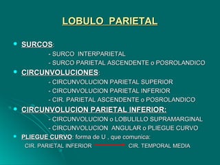 LOBULO PARIETALLOBULO PARIETAL
 SURCOSSURCOS::
- SURCO INTERPARIETAL- SURCO INTERPARIETAL
- SURCO PARIETAL ASCENDENTE o POSROLANDICO- SURCO PARIETAL ASCENDENTE o POSROLANDICO
 CIRCUNVOLUCIONESCIRCUNVOLUCIONES::
- CIRCUNVOLUCION PARIETAL SUPERIOR- CIRCUNVOLUCION PARIETAL SUPERIOR
- CIRCUNVOLUCION PARIETAL INFERIOR- CIRCUNVOLUCION PARIETAL INFERIOR
- CIR. PARIETAL ASCENDENTE o POSROLANDICO- CIR. PARIETAL ASCENDENTE o POSROLANDICO
 CIRCUNVOLUCION PARIETAL INFERIOR:CIRCUNVOLUCION PARIETAL INFERIOR:
- CIRCUNVOLUCION o LOBULILLO SUPRAMARGINAL- CIRCUNVOLUCION o LOBULILLO SUPRAMARGINAL
- CIRCUNVOLUCION ANGULAR o PLIEGUE CURVO- CIRCUNVOLUCION ANGULAR o PLIEGUE CURVO
 PLIEGUE CURVOPLIEGUE CURVO: forma de U , que comunica:: forma de U , que comunica:
CIR. PARIETAL INFERIOR CIR. TEMPORAL MEDIACIR. PARIETAL INFERIOR CIR. TEMPORAL MEDIA
 