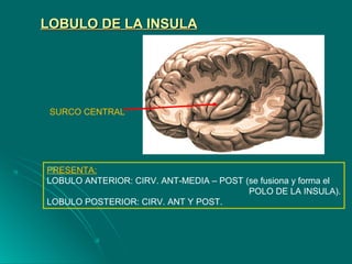 LOBULO DE LA INSULALOBULO DE LA INSULA
PRESENTA:
LOBULO ANTERIOR: CIRV. ANT-MEDIA – POST (se fusiona y forma el
POLO DE LA INSULA).
LOBULO POSTERIOR: CIRV. ANT Y POST.
SURCO CENTRAL
 