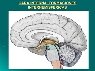 CARA INTERNA, FORMACIONESCARA INTERNA, FORMACIONES
INTERHEMISFERICASINTERHEMISFERICAS
 