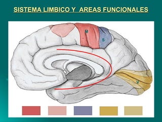 SISTEMA LIMBICO Y AREAS FUNCIONALESSISTEMA LIMBICO Y AREAS FUNCIONALES
M
S
V
 
