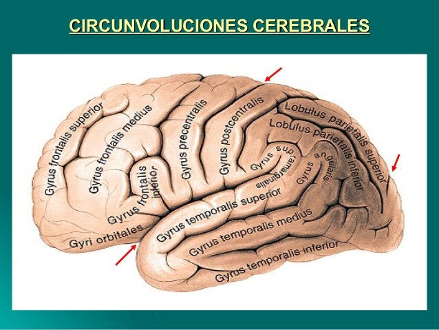 Circunvoluciones Cisuras Y Surcos Del Cerebro www.slideshare.net