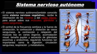 Sistema nervioso autónomo
• El sistema nervioso autónomo(también conocido
como sistema nervioso vegetativo),, recibe la
información de las vísceras y del medio interno,
para actuar sobre sus músculos, glándulas y
vasos sanguíneos.
• El control de la frecuencia cardíaca y la fuerza de
contracción, la contracción y dilatación de vasos
sanguíneos, la contracción y relajación del
músculo liso en varios órganos, acomodación
visual, tamaño pupilar y secreción de glándulas
exocrinas y endocrinas, regulando funciones tan
importantes como la digestión, circulación
sanguínea, respiración y metabolismo.
 