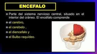 ENCEFALO
 Parte del sistema nervioso central, situado en el
interior del cráneo. El encéfalo comprende
 el cerebro,
 el cerebelo ,
 el diencefalo y
 el Bulbo raquídeo.
 