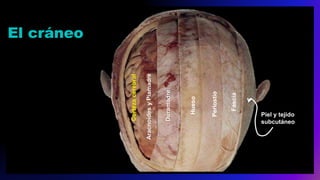 El cráneo
Fascia
Periostio
Hueso
Duramadre
AracnoidesyPiamadre
Cortezacerebral
Piel y tejido
subcutáneo
 