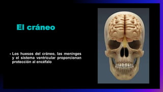 El cráneo
• Los huesos del cráneo, las meninges
y el sistema ventricular proporcionan
protección al encéfalo
 