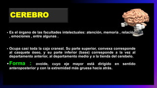 CEREBRO
• Es el órgano de las facultades intelectuales: atención, memoria , relación
, emociones , entre algunas .
• Ocupa casi toda la caja craneal. Su parte superior, convexa corresponde
al casquete óseo, y su parte inferior (base) corresponde a la vez al
departamento anterior, al departamento medio y a la tienda del cerebelo.
•Forma : ovoide, cuyo eje mayor está dirigido en sentido
anteroposterior y con la extremidad más gruesa hacia atrás.
 