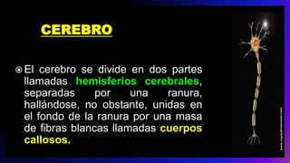 CEREBRO
 El cerebro se divide en dos partes
llamadas hemisferios cerebrales,
separadas por una ranura,
hallándose, no obstante, unidas en
el fondo de la ranura por una masa
de fibras blancas llamadas cuerpos
callosos.
 