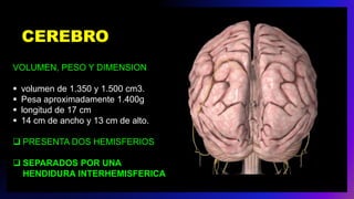 CEREBRO
VOLUMEN, PESO Y DIMENSION
 volumen de 1.350 y 1.500 cm3.
 Pesa aproximadamente 1.400g
 longitud de 17 cm
 14 cm de ancho y 13 cm de alto.
 PRESENTA DOS HEMISFERIOS
 SEPARADOS POR UNA
HENDIDURA INTERHEMISFERICA
 
