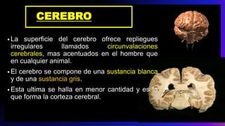 CEREBRO
• La superficie del cerebro ofrece repliegues
irregulares llamados circunvalaciones
cerebrales, mas acentuados en el hombre que
en cualquier animal.
• El cerebro se compone de una sustancia blanca
y de una sustancia gris.
• Esta ultima se halla en menor cantidad y es la
que forma la corteza cerebral.
 