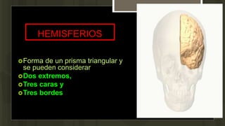 HEMISFERIOS
Forma de un prisma triangular y
se pueden considerar
Dos extremos,
Tres caras y
Tres bordes
 