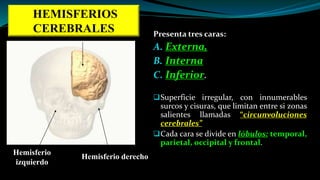 Hemisferios cerebralesPresenta tres caras:
A. Externa,
B. Interna
C. Inferior.
Superficie irregular, con innumerables
surcos y cisuras, que limitan entre si zonas
salientes llamadas “circunvoluciones
cerebrales”
Cada cara se divide en lóbulos: temporal,
parietal, occipital y frontal.
Hemisferio
izquierdo
Hemisferio derecho
HEMISFERIOS
CEREBRALES
 