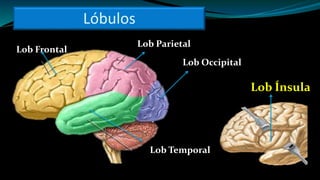 Lob Frontal
Lob Temporal
Lob Parietal
Lob Occipital
Lob Ínsula
Lóbulos
 