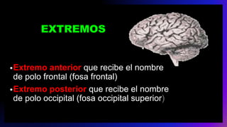 EXTREMOS
•Extremo anterior que recibe el nombre
de polo frontal (fosa frontal)
•Extremo posterior que recibe el nombre
de polo occipital (fosa occipital superior)
 