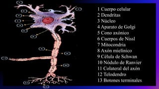 1 Cuerpo celular
2 Dendritas
3 Núcleo
4 Aparato de Golgi
5 Cono axónico
6 Cuerpos de Nissl
7 Mitocondria
8 Axón mielínico
9 Célula de Schwan
10 Nódulo de Ranvier
11 Colateral del axón
12 Telodendro
13 Botones terminales
 