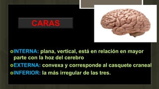 CARAS
INTERNA: plana, vertical, está en relación en mayor
parte con la hoz del cerebro
EXTERNA: convexa y corresponde al casquete craneal
INFERIOR: la más irregular de las tres.
 