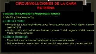 CIRCUNVOLUCIONES DE LA CARA
EXTERNA
3 cisuras: Silvio, Rolando y Perpendicular Externa
 Lóbulos y circunvoluciones:
a.Lóbulo Frontal:
 Presenta dos surcos longitudinales, surco frontal superior, surco frontal inferior, y (surco
prerrolándico),
 Limitan cuatro circunvoluciones frontales; primera frontal, segunda frontal, tercera
frontal, frontal ascendente.
b.Lóbulo Occipital:
o Presenta dos surcos, surco occipital superior y surco occipital inferior,
o Dividen en tres circunvoluciones; primera occipital, segunda occipital y tercera occipital
 