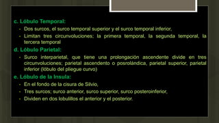 c. Lóbulo Temporal:
• Dos surcos, el surco temporal superior y el surco temporal inferior,
• Limitan tres circunvoluciones; la primera temporal, la segunda temporal, la
tercera temporal
d. Lóbulo Parietal:
• Surco interparietal, que tiene una prolongación ascendente divide en tres
circunvoluciones; parietal ascendento o posrolándica, parietal superior, parietal
inferior (lóbulo del pliegue curvo)
e. Lóbulo de la Insula:
• En el fondo de la cisura de Silvio,
• Tres surcos; surco anterior, surco superior, surco posteroinferior,
• Dividen en dos lobulillos el anterior y el posterior.
 