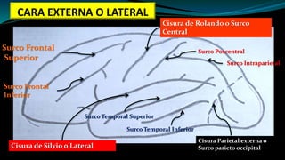 Cisura de Rolando o Surco
Central
Cisura Parietal externa o
Surco parieto occipitalCisura de Silvio o Lateral
Surco Frontal
Superior
Surco Frontal
Inferior
Surco Poscentral
Surco Intraparietal
Surco Temporal Superior
Surco Temporal Inferior
CARA EXTERNA O LATERAL
 