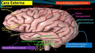 Cisura de Rolando o Surco Central
Cisura Parietal externa o
Surco parieto occipital
Cisura de Silvio o Lateral
Surco Frontal
Superior
Surco Frontal
Inferior
Surco Poscentral
Surco
Intraparietal
Surco Temporal Superior
Surco Temporal Inferior
Cara Externa
Surco Precentral
SURCO OCCIPITAL SUP
SURCO OCCIPITAL INF
 