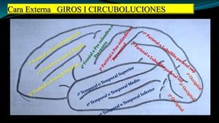 Cara Externa GIROS I CIRCUBOLUCIONES
 