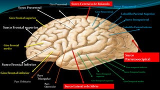 Surco Central o de RolandoGiro Precentral
Surco Precentral
Giro Frontal superior
Surco Frontal superior
Giro Frontal
medio
Surco Frontal Inferior
Giro Frontal inferior
Giro Postcentral
Surco Postcentral
Lobulillo Parietal Superior
Lobulillo Parietal inferior
Surco Intraparietal
Surco
Parietooccipital
Surco Lateral o de Silvio
Giro Temporal superior
Surco Temporal
superior
Giro Temporal medio
Surco Temporal medio
Giro temporal inferior
Pars Orbitario
Pars
Triangular
Pars
Opercular
 