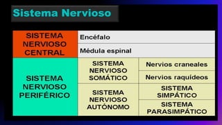 Sistema Nervioso
 