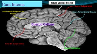 Cara Interna
Cisura Calcarina
Cisura Perpendicular InternaCisura Calloso Marginal O del
Cingulo
Cuerpo Calloso
Cisura Central Interna
Surco del Cuerpo Calloso
Surco Subparietal
 