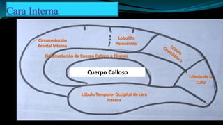 Cara Interna
Cuerpo Calloso
Lóbulo Temporo- Occipital de cara
interna
Circunvolución de Cuerpo Calloso o Cíngulo
Lóbulo de la
Cuña
Lobulillo
Paracentral
Circunvolución
Frontal Interna
 