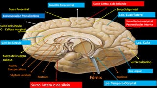 Lob. Cuadrilatero
Lob. Cuña
Surco Calcarino
Giro Lingual
Surco Central o de Rolando
Surco Parietooccipital
Perpendicular interna
Lobulillo Paracentral
Circunvolución frontal interna
Surco del Cíngulo
O Calloso marginal
Giro del Cíngulo
Surco del cuerpo
calloso
Cuerpo calloso
Rodilla
Rostrum Esplenio
Séptum Lucidum
Fórnix
Lob. Temporo-Occipital
Surco Precentral Surco Subparietal
Surco lateral o de silvio
 