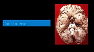 Cara Inferior
 