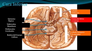 Cara Inferior
Lóbulo
Orbitario
Lóbulo Temporo
Occipital00Rodete del Cuerpo
Calloso
Quiasma
Óptico
Tubérculos
Mamilares
Pedúnculos
Cerebrales
Cisura de Silvio
o Lateral
 