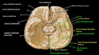 Surco Olfatorio
Surco orbitario Lateral
Giro orbitario recto
Surco Cruciforme Uncus
Giro Parahipocampal
Surco Rinal
Surco temporo Occipital
interno
Giro Temporooccipital
Surco Temporal Occipital
externo
Giro temporal
inferior
Surco orbitario interno
LOBULO ORBITARIO
LOBULO TEMPORO
OCCIPITAL
Surco Calcarino
Istmo del giro del cíngulo
 