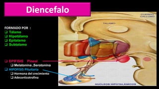 Diencefalo
FORMADO POR :
 Tálamo
 Hipotálamo
 Epitalamo
 Subtalamo
 EPIFISIS Pineal
 Melatonina ,Serotonina
 HIPOFISIS Pituitaria
 Hormona del crecimiento
 Adecorticotrofina
 