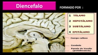 Diencefalo FORMADO POR :
 
