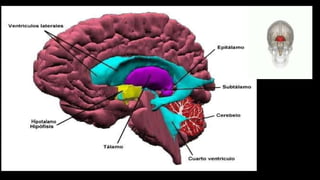 Hipotalamo
 
