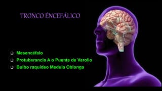  Mesencéfalo
 Protuberancia A o Puente de Varolio
 Bulbo raquídeo Medula Oblonga
 