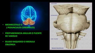 • MESMECEFALO O
( PEDUNCULOS CEREBRALES)
• PROTUBERANCIA ANULAR O PUENTE
DE VAROLIO
• BULBO RAQUIDEO O MEDULA
OBLONGA
 