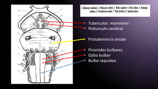 • Tuberculos mamilares
• Pedunculo cerebral
• Protuberancia anular
• Piramides bulbares
• Ojiba bulbar
• Bulbo raquideo
 