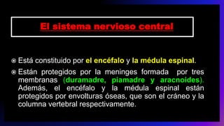 El sistema nervioso central
 Está constituido por el encéfalo y la médula espinal.
 Están protegidos por la meninges formada por tres
membranas (duramadre, piamadre y aracnoides).
Además, el encéfalo y la médula espinal están
protegidos por envolturas óseas, que son el cráneo y la
columna vertebral respectivamente.
 