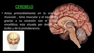 CEREBELO
• Actúa primordialmente en la sinergia
muscular , tono muscular y el equilibrio;
gracias a su conexión con el tronco
encefálico; esta situado por detrás del
bulbo y de la protuberancia.
 