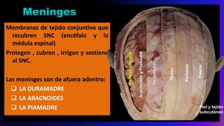 Meninges
Membranas de tejido conjuntivo que
recubren SNC (encéfalo y la
médula espinal)
Protegen , cubren , irrigan y sostiene
al SNC.
Las meninges son de afuera adentro:
 LA DURAMADRE
 LA ARACNOIDES
 LA PIAMADRE
Fascia
Periostio
Hueso
Duramadre
AracnoidesyPiamadre
Cortezacerebral
Piel y tejido
subcutáneo
 