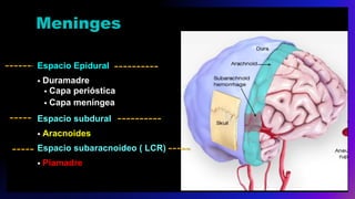 Meninges
Espacio Epidural
• Duramadre
• Capa perióstica
• Capa meníngea
Espacio subdural
• Aracnoides
Espacio subaracnoideo ( LCR)
• Piamadre
 