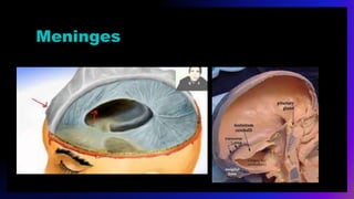 Meninges
 