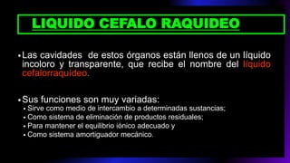 LIQUIDO CEFALO RAQUIDEO
•Las cavidades de estos órganos están llenos de un líquido
incoloro y transparente, que recibe el nombre del líquido
cefalorraquídeo.
•Sus funciones son muy variadas:
• Sirve como medio de intercambio a determinadas sustancias;
• Como sistema de eliminación de productos residuales;
• Para mantener el equilibrio iónico adecuado y
• Como sistema amortiguador mecánico.
 